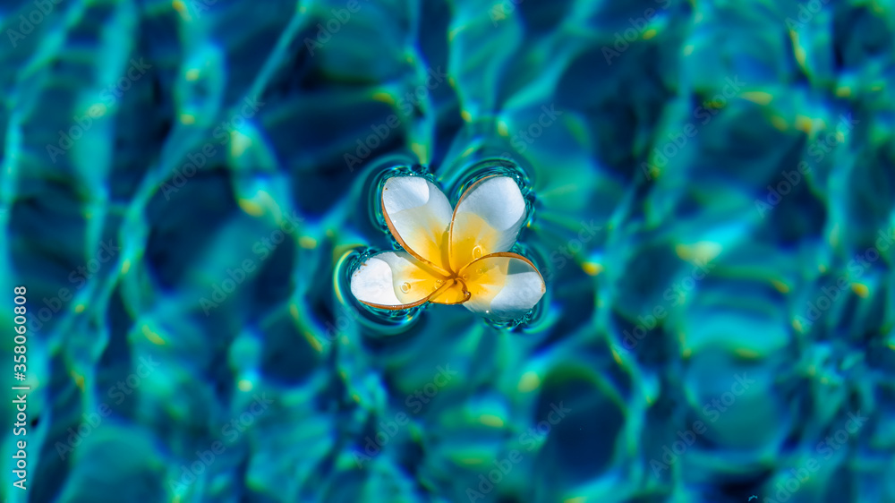 A white frangipani flower swims in the blue, clear, glowing pool water. Summer time A white frangipani flower swims in the blue, clear, glowing pool water. Summer time