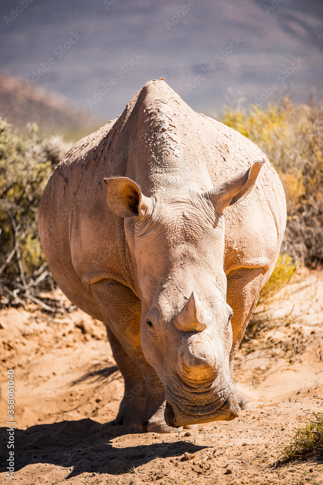 It's Close up of a rhinocero in South Africa