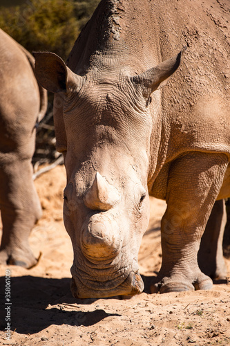 It's Close up of a rhinocero in South Africa