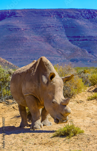 It s White rhinoceros in South Africa