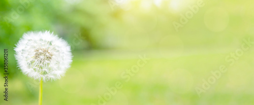 Banner with whole white Dandelion flower with seeds on blurred green fresh background. Day in park. Beauty in simple things. Copy space.