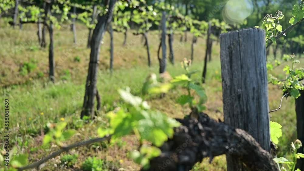 vines in Vineyard in early spring vines in Vineyard in early spring