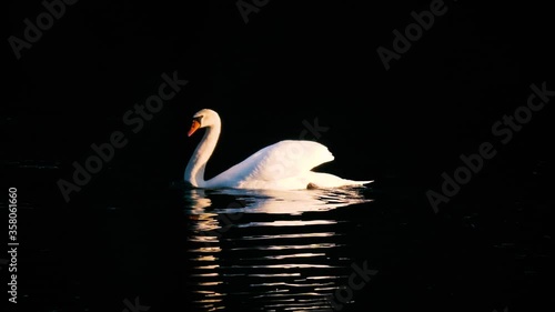 swan in the water