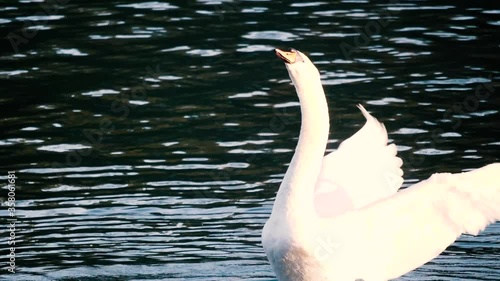 swan in the water