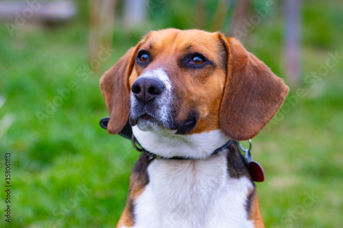 Portrait of nice beagle on green background 