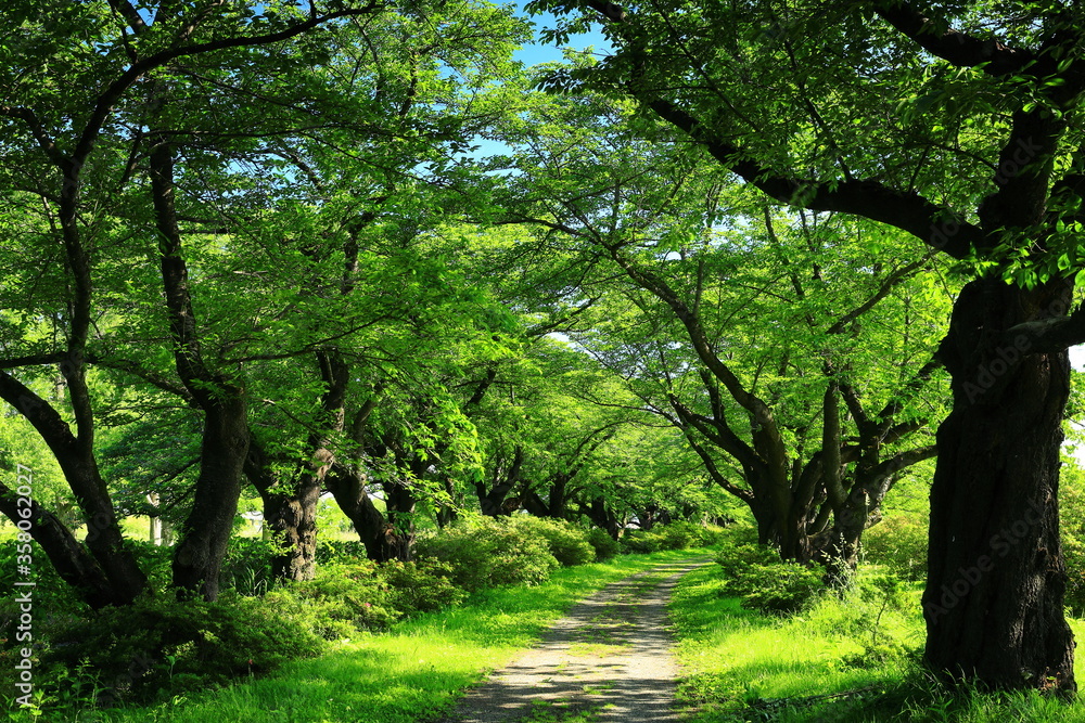 Naklejka premium 新緑の北上展勝地
