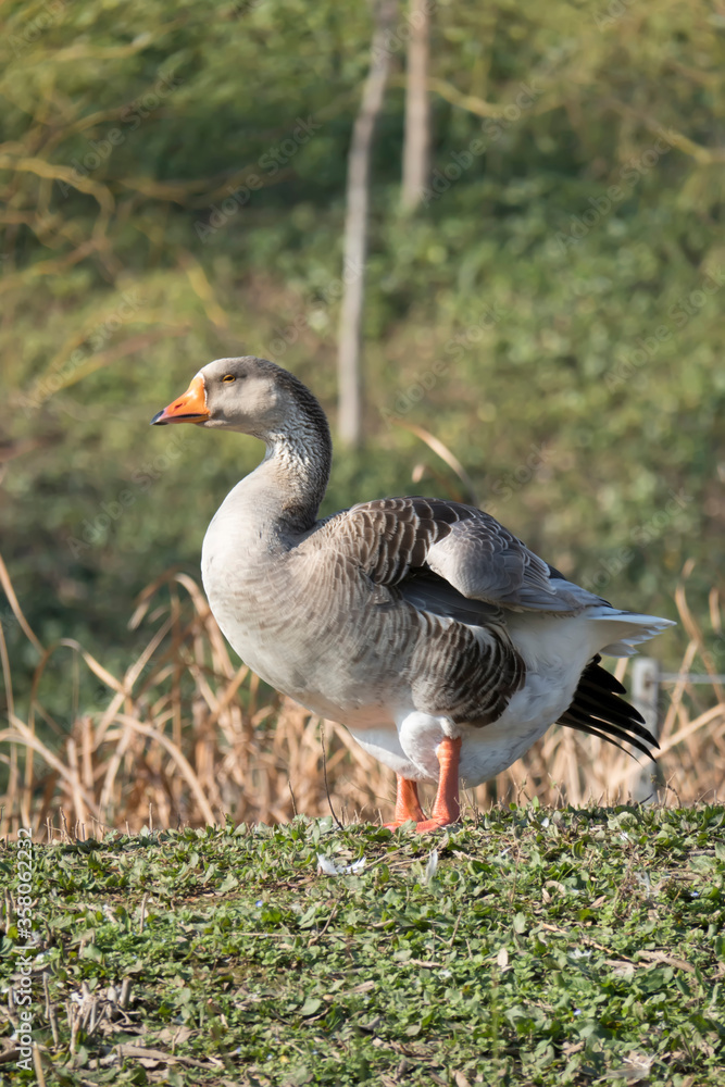 duck out of water on green background duck out of water on green background