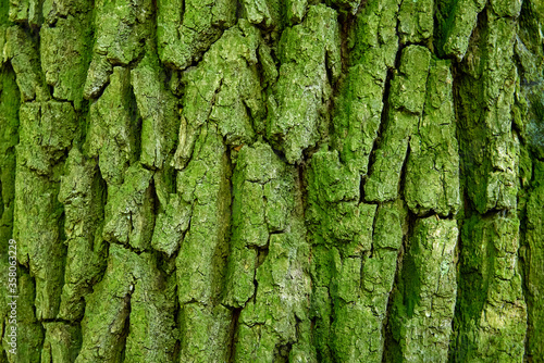 green mossy coarse wooden bark pattern for background