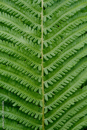 fern leaf texture