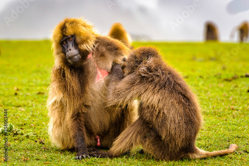 It's Wild hamadryas baboons (Papio hamadryas), Ethiopia photo