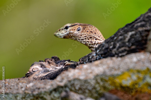 Little lizard in Sri Lanka