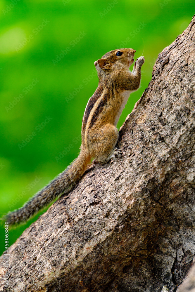 Small quirrel on a tree in Sri Lanka