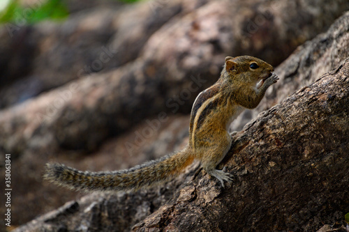 Small quirrel on a tree in Sri Lanka