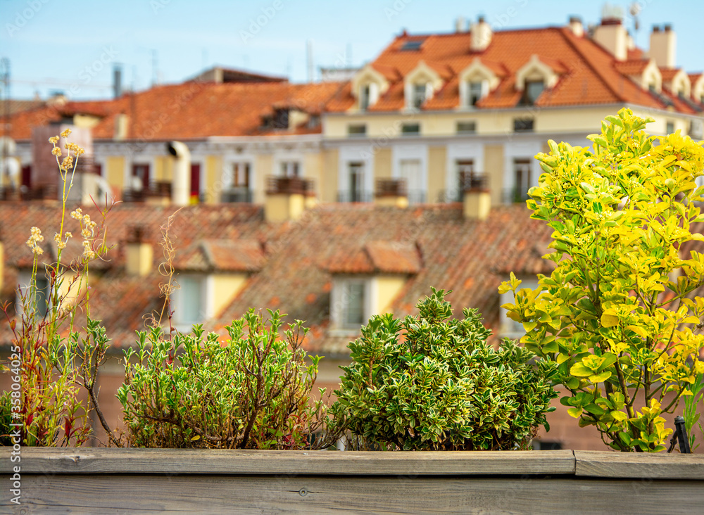 Flowers and plants on the background of a house with roof tile. Nature background and city view