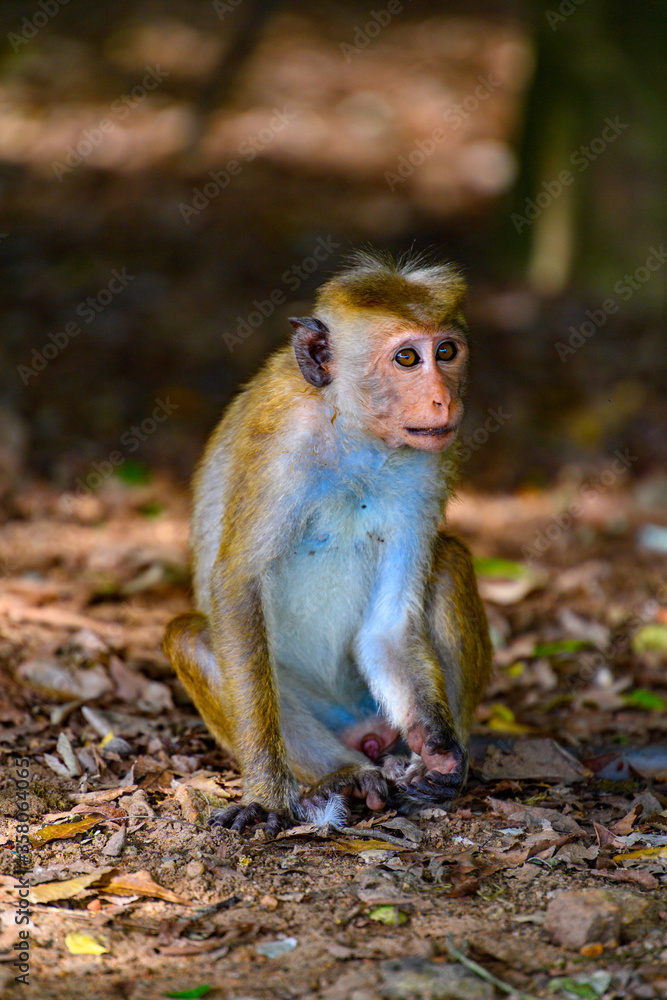 Monkey in wilderness, Sri Lanka