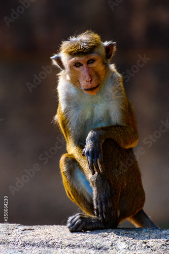 Monkey on the stone in wilderness, Sri Lanka