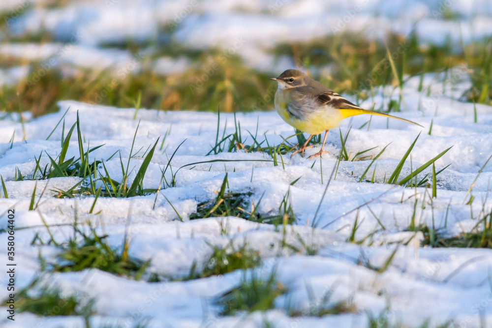 Grey Wagtail (Motacilla cinerea)