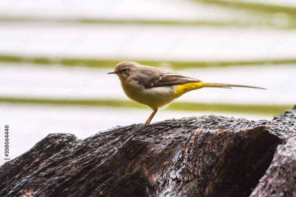 Grey Wagtail (Motacilla cinerea)