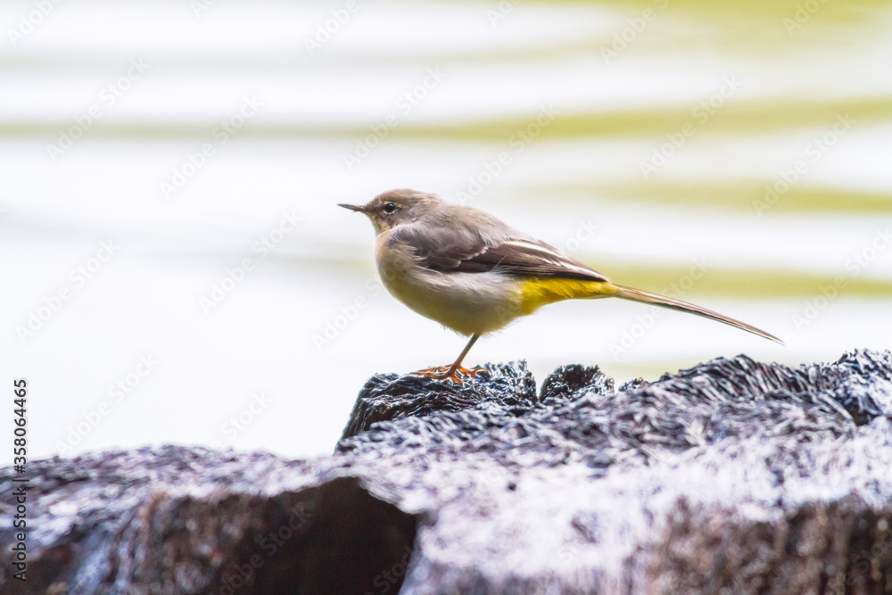 Grey Wagtail (Motacilla cinerea)