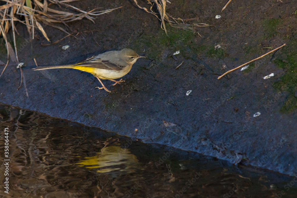 Grey Wagtail (Motacilla cinerea)