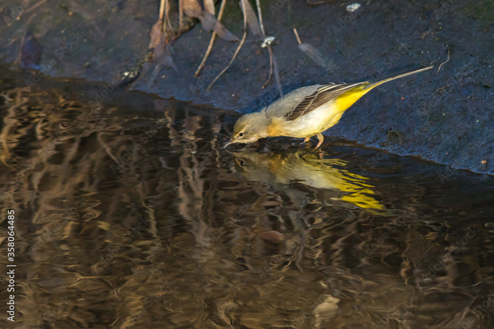 Grey Wagtail (Motacilla cinerea)