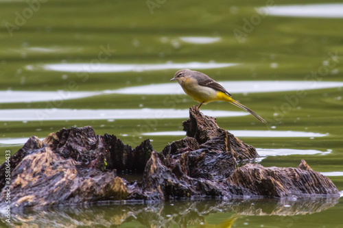 Obraz na płótnie Grey Wagtail (Motacilla cinerea) w salonie