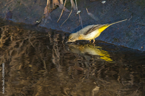 Obraz na płótnie Grey Wagtail (Motacilla cinerea) w salonie