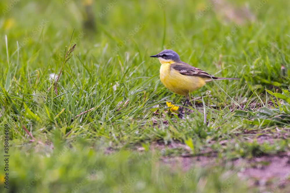 Grey Wagtail (Motacilla cinerea)