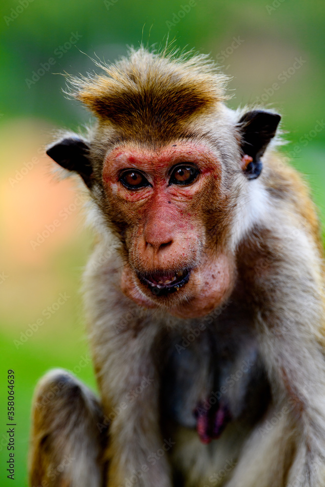 Obraz premium Monkey close up in wilderness, Sri Lanka
