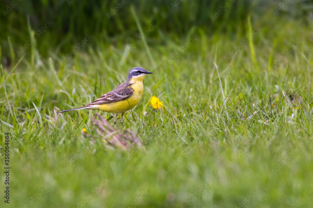 Grey Wagtail (Motacilla cinerea)