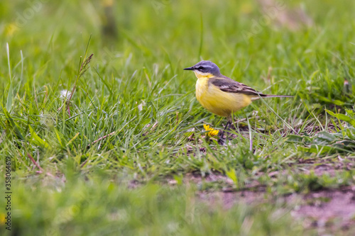 Obraz na płótnie Grey Wagtail (Motacilla cinerea) w salonie