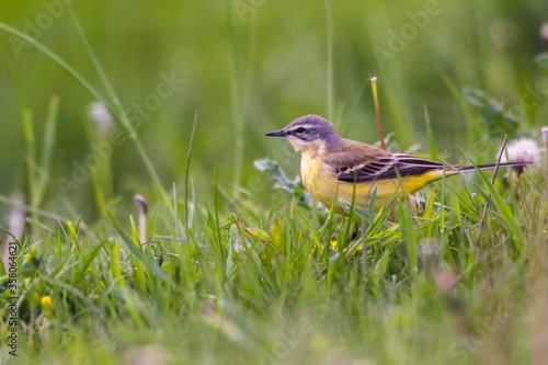 Obraz na płótnie Grey Wagtail (Motacilla cinerea) w salonie