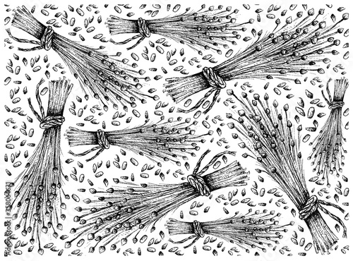 Illustration Wallpaper of Hand Drawn Sketch Flax Seed or Linum Usitatissimum Isolated on White Background.
