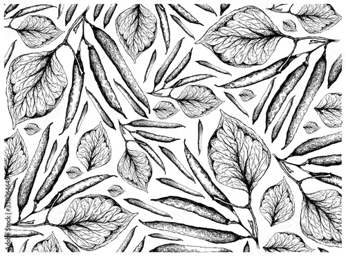 Vegetable, Illustration Wallpaper of Hand Drawn Sketch Fresh Green Beans or Phaseolus Vulgaris Isolated on White Background.
