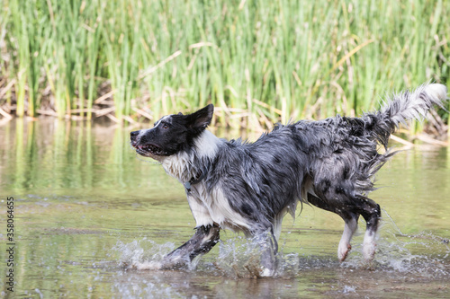 a Border Collie taking a bath in the river and playing with a stick 