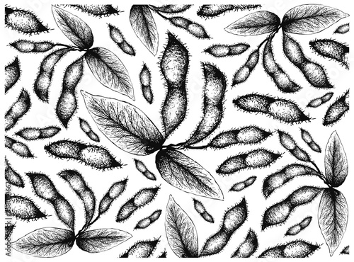 Vegetable and Fruit, Illustration Wallpaper of Hand Drawn Sketch Fresh Green Soybean or Edamame Pods Isolated on White Background.
