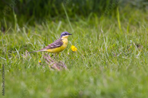 Obraz na płótnie Grey Wagtail (Motacilla cinerea) w salonie