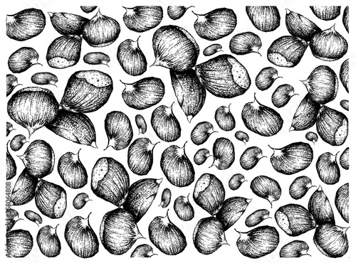 Illustration Wallpaper of Hand Drawn Sketch of Japanese Chestnuts, Korean Chestnut or Castanea Crenata Fruits on White Background. Good Source of Dietary Fiber, Vitamins and Minerals.
