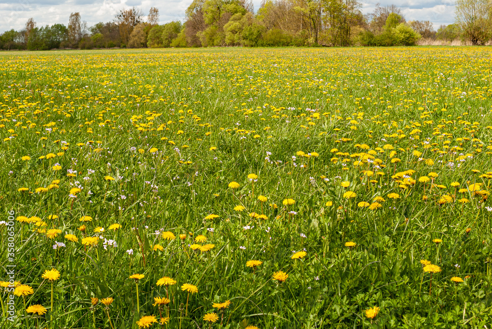 Flowering meadow in the plain of Alsace