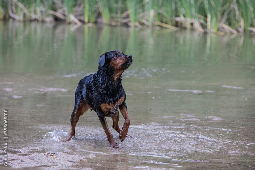 a mix of rottweilers with another dog taking a bath in the river and playing with a ball
a mix of rottweilers with another dog taking a bath in the river and playing with a ball