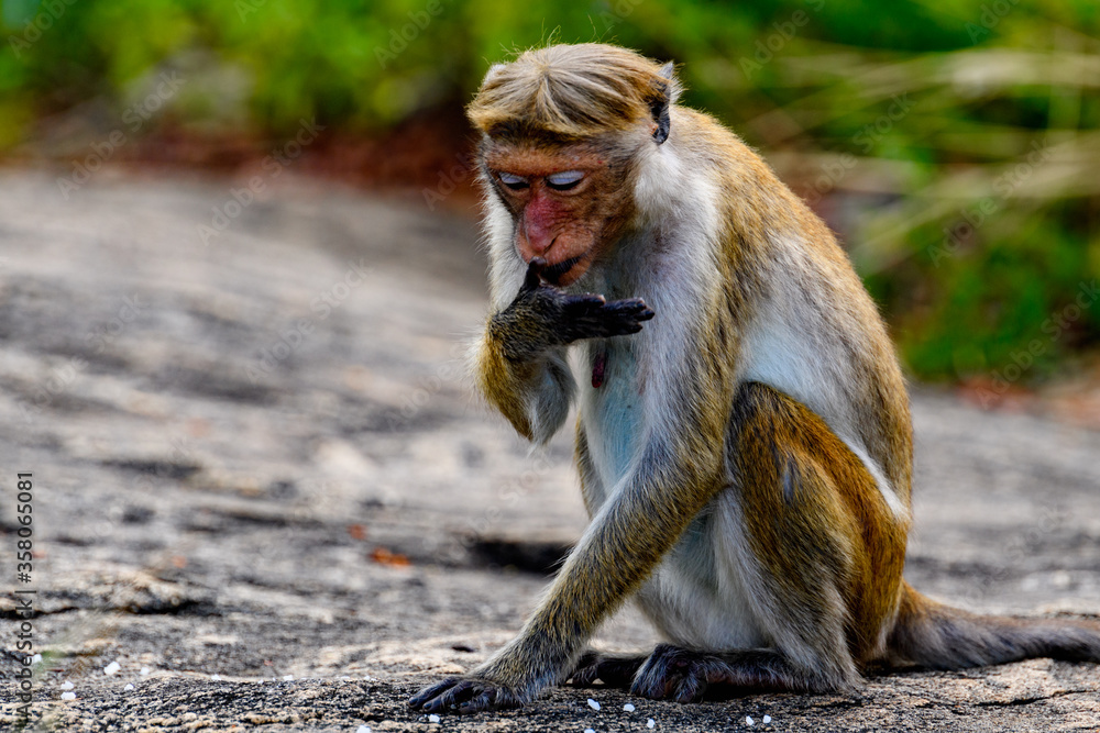 Obraz premium Monkey in wilderness, Sri Lanka