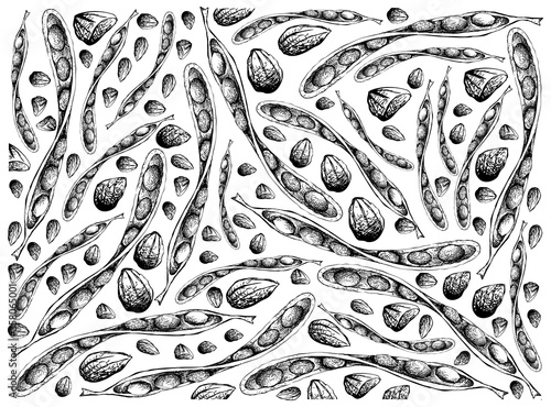 Illustration Wallpaper Background of Hand Drawn Sketch of Sato, Parkia Speciosa, Bitter Beans or Twisted Cluster Beans with Carbohydrates, Protein, Folate B9, Pyridoxine B6 and Pantothenic Acid B5.
