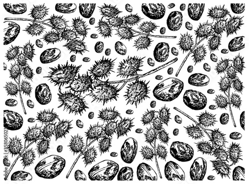 Illustration Wallpaper of Hand Drawn Sketch of Castor Beans or Ricinus Communis Background. The Highest Amounts of Triglycerides and Ricinolein of Seed Oils.
