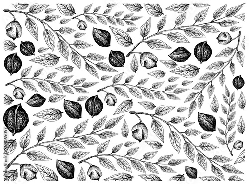 Illustration Wallpaper of Hand Drawn Sketch of Black Walnuts or Juglans Nigra Background, Good Source of Dietary Fiber, Vitamins and Minerals.
