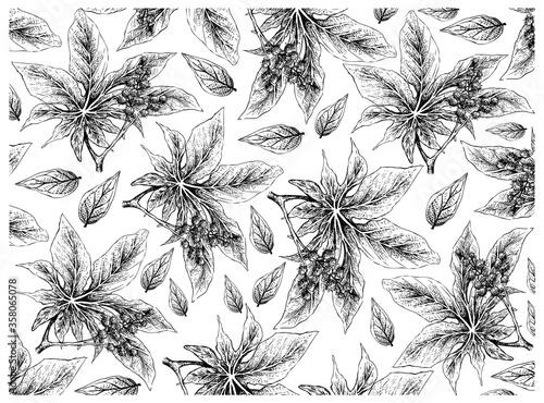 Illustration Wallpaper of Hand Drawn Sketch of Castor Beans or Ricinus Communis Background. The Highest Amounts of Triglycerides and Ricinolein of Seed Oils.
