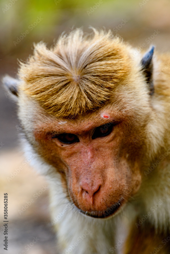 Obraz premium Monkey on the temple, Sri Lanka