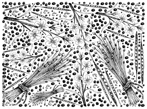 Illustration Wallpaper of Hand Drawn Sketch Canola Seeds and Flax Seed or Linum Usitatissimum Background.
