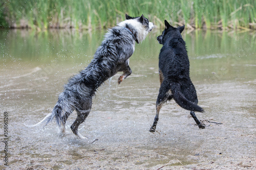 two dogs playing in the river, a Border Collie and a Rottweiler mix