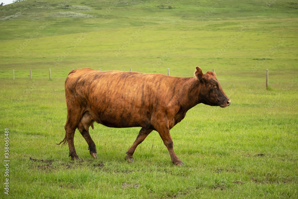 A brindle colored cow walking through a lush green meadow.