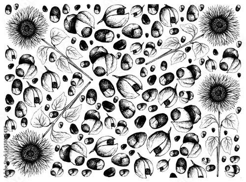 Vegetable, Illustration Wallpaper of Hand Drawn Sketch Red Guarana or Paullinia Cupana Fruits and Sunflower Isolated on White Background.
